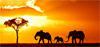 Samen in Kenia