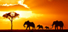 Samen in Kenia